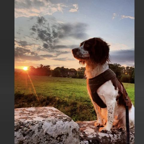 Bonnie the Springer Hereford