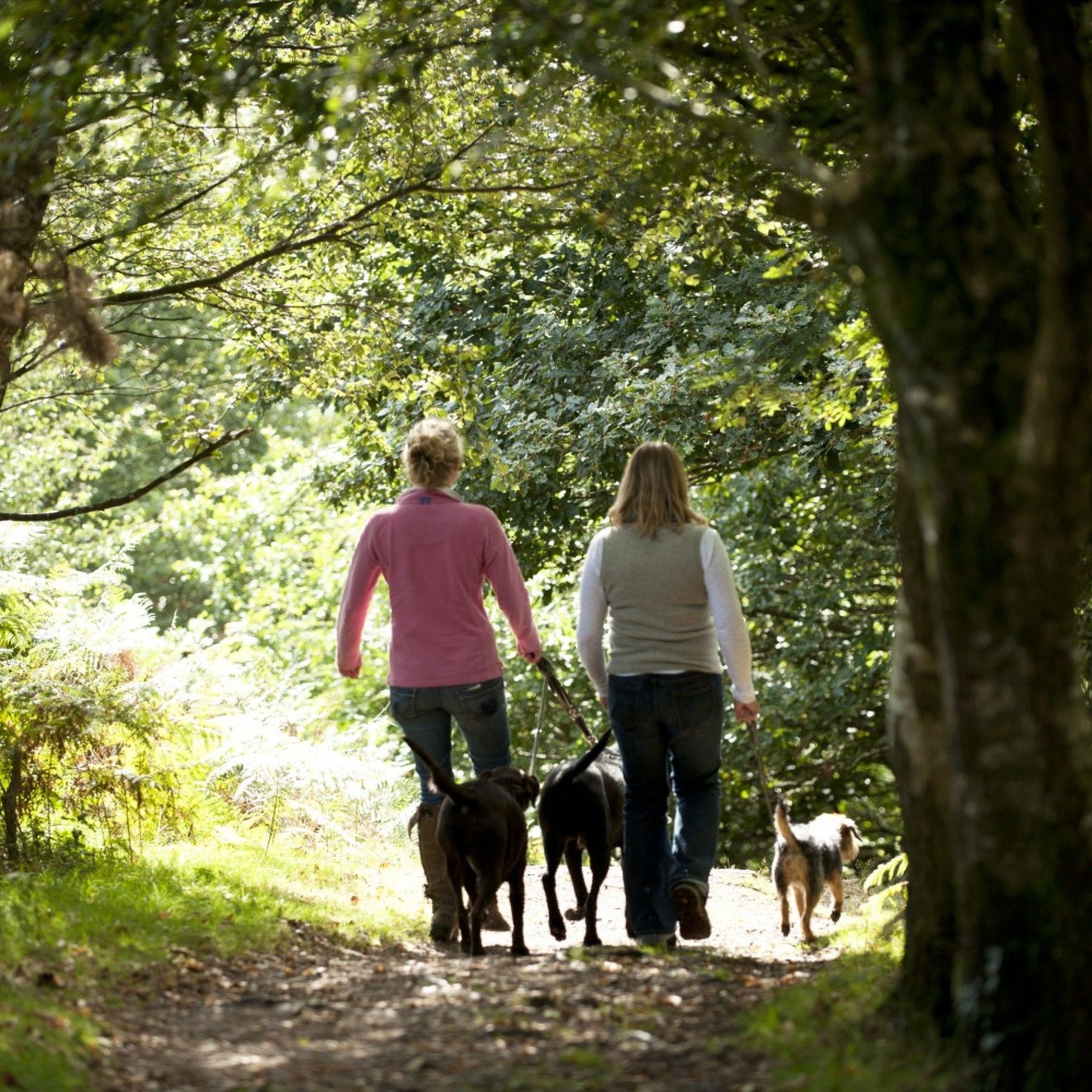 Dog walking at The Weir Garden
