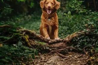 dog