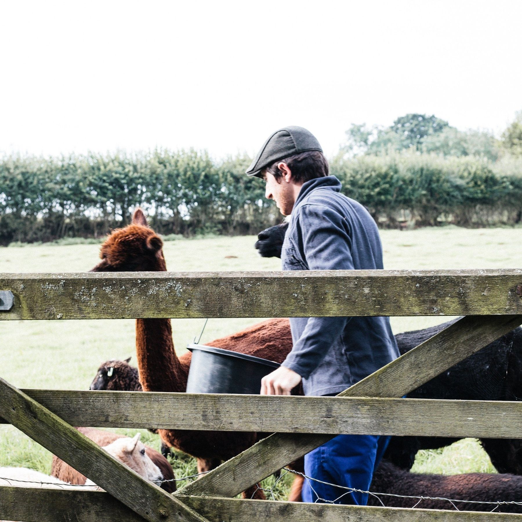 Alpaca Feeding