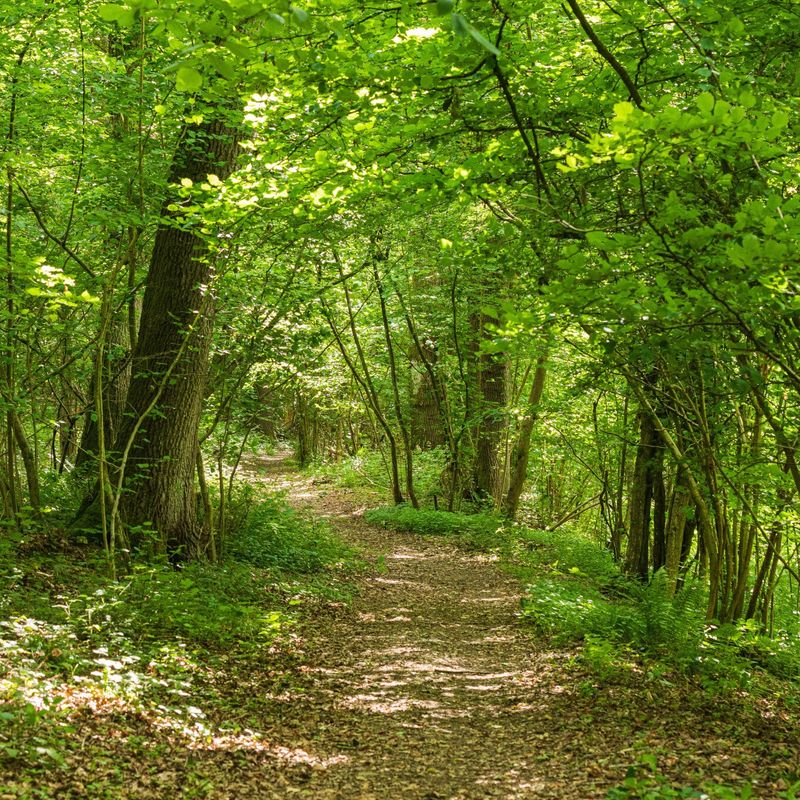 Lea & Pagets Wood Nature Reserve, Herefordshire Wildlife Trust