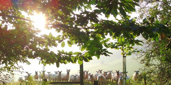 Sheep near the track