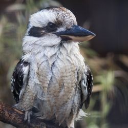 Kookie the Laughing Kookaburra