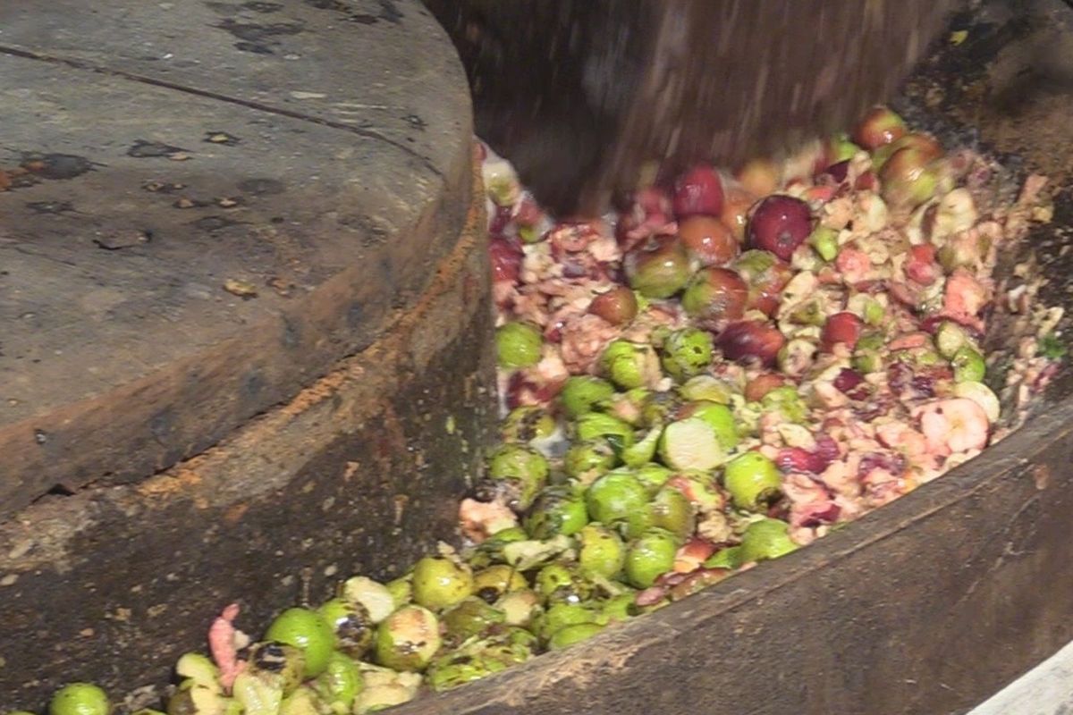Pressing perry pears at Hellens