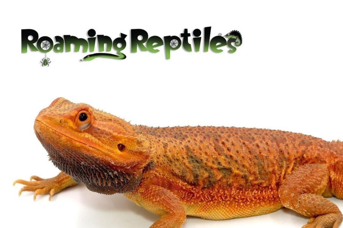 Bearded Dragon