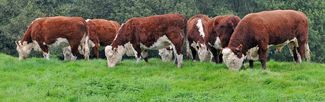 Herefords
