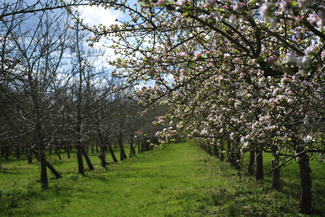 Orchard at Ross Cider & Perry