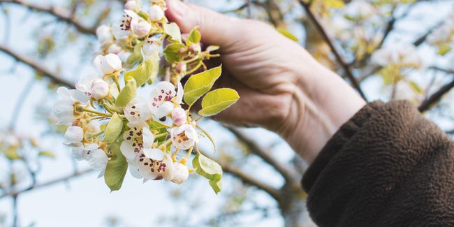A person holding a blossom branch on a fruit tree. By Dann Chubb