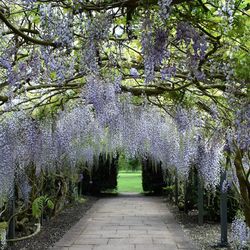 Wisteria Arch