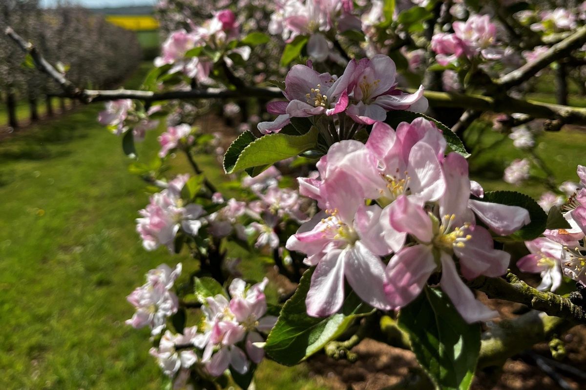 Birchley orchards in blossom
