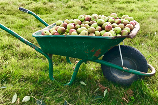 wheelbarrow full of apples