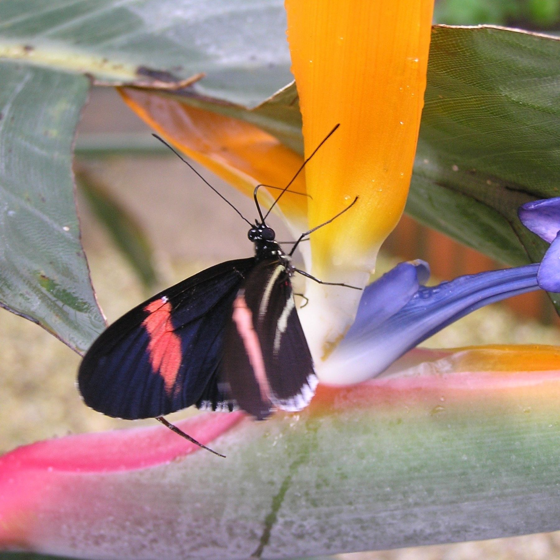 Butterfly on purple flower