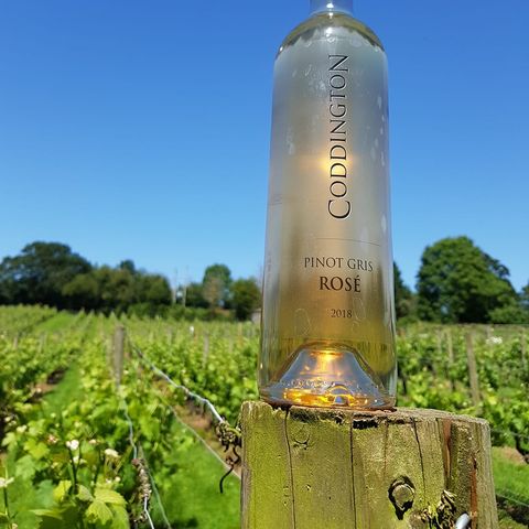 coddington vineyard
