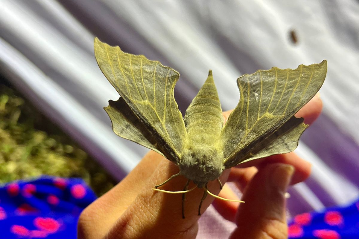 Moth spotting workshops in the orchard