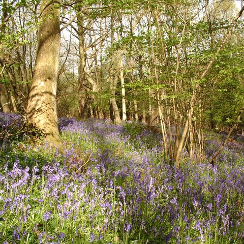 Bluebells at Lea & Pagets