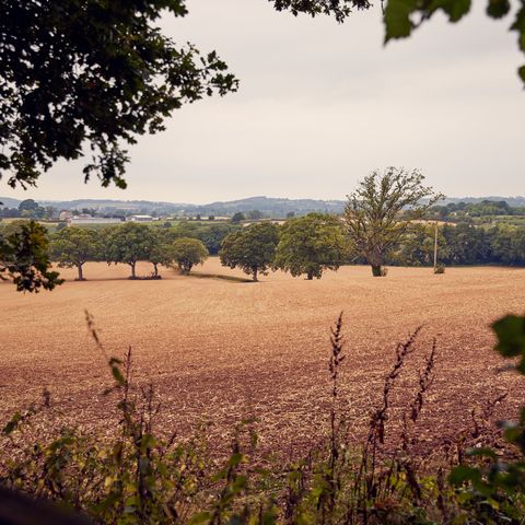 coddington vineyard
