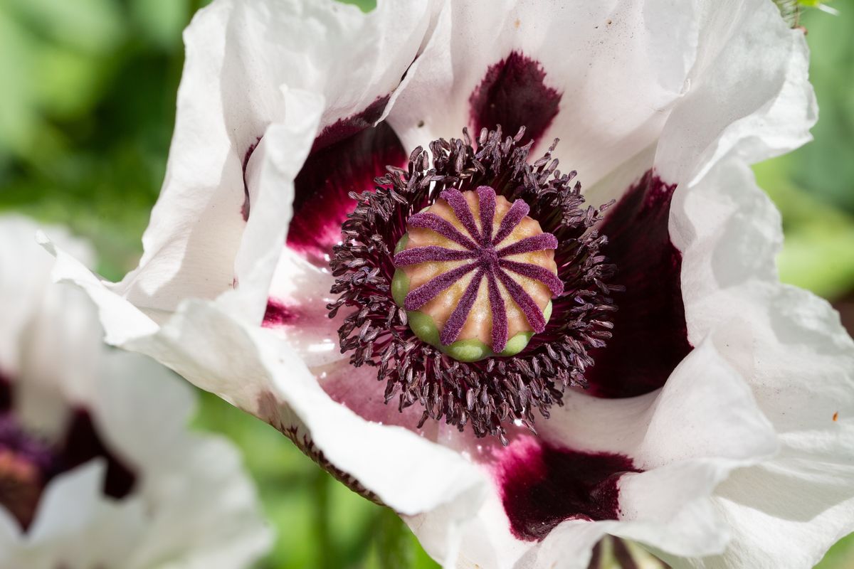 White Flower