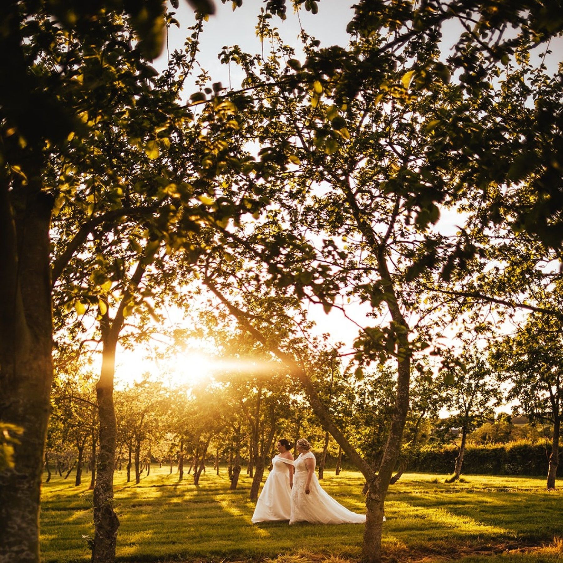 golden hour in the orchard