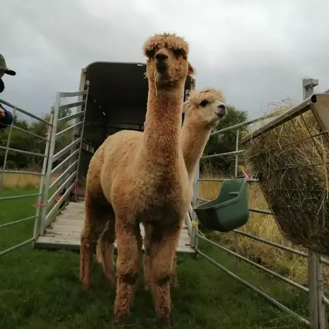 Alpacas at the Nest, Ledbury