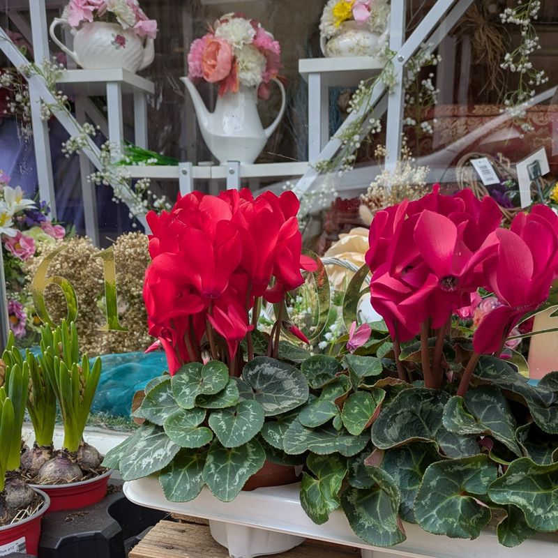 Bluebells Florist