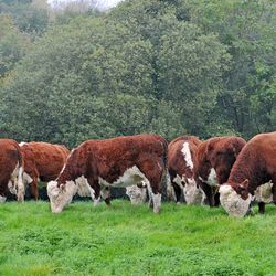 Herefords