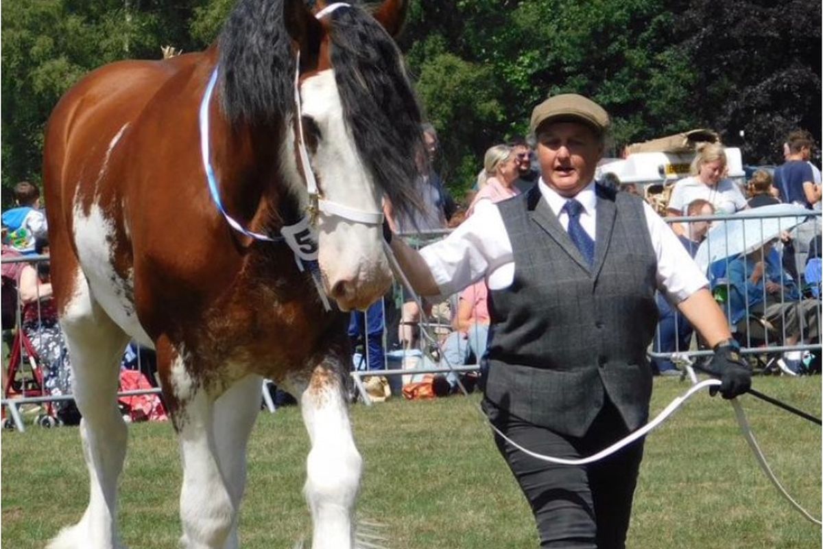 A heavy horse being led