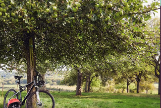 Bike resting against an apple tree in an orchard