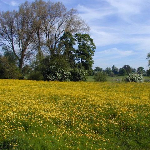 wild flower meadow filled with yellow butter cups and bright blue sky above