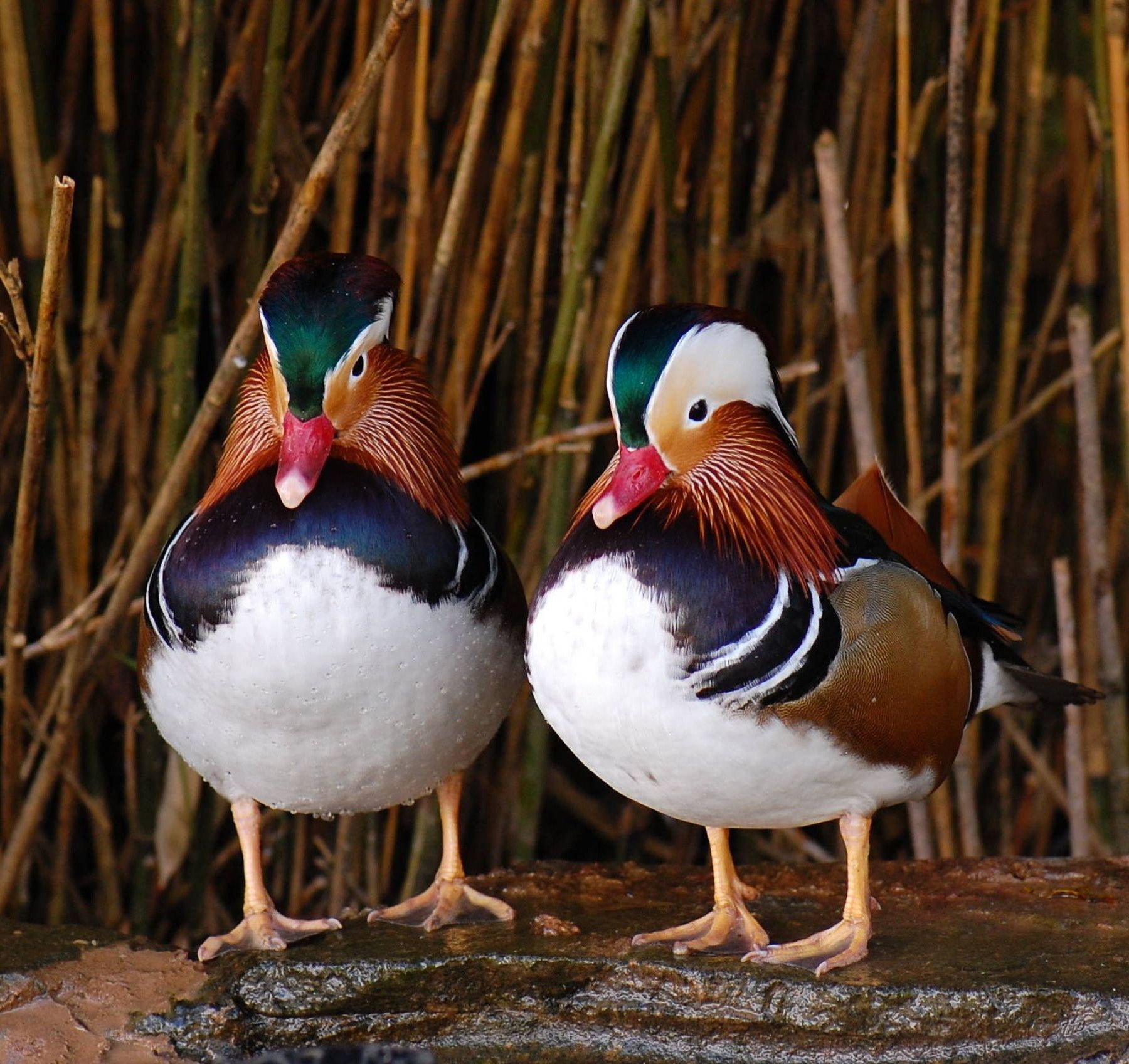 Ducks, Geese & Swans from around the world