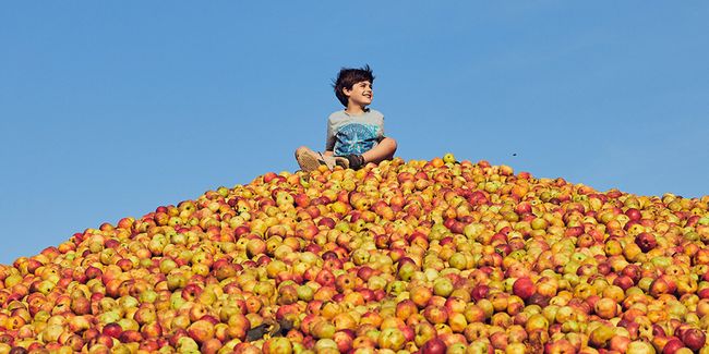 apples