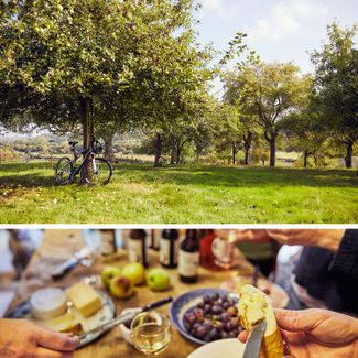 Orchard