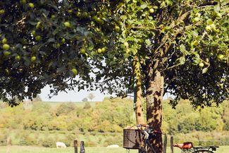 bike leaning against apple tree