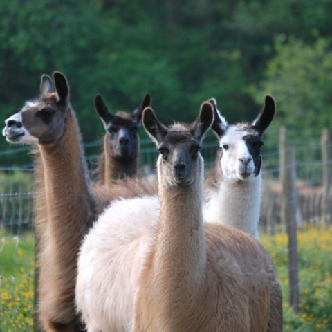 llamas