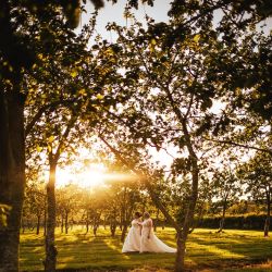 golden hour in the orchard