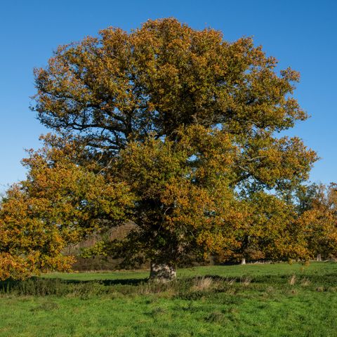Weobley