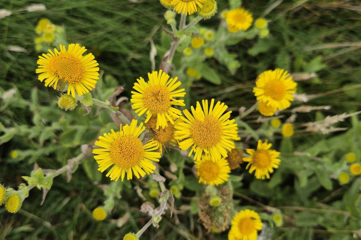 Herbal Charm Crafting