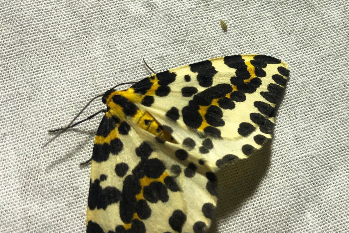 Moth spotting workshops in the orchard