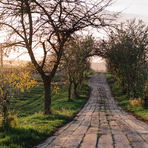 1276 Wines Vineyard near Ledbury