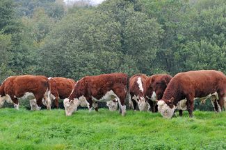 herefords