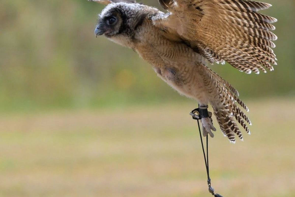 Falconry Sunday