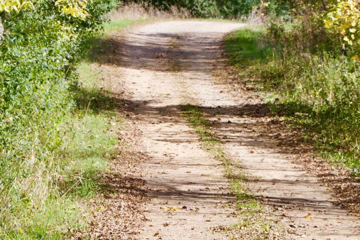 Country lane in the sun