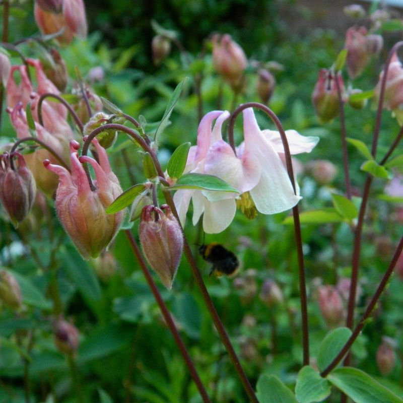 Crumpton Hill Wood (Woodland Trust)