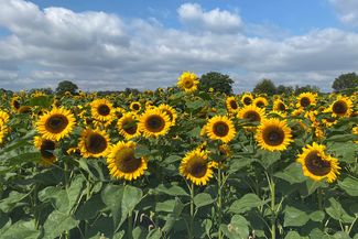 Sunflower field