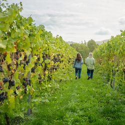 two people walking in vineyard