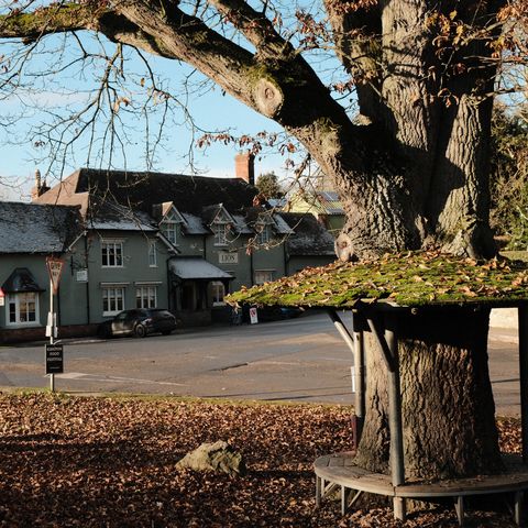 Circular tree bench in front of the Lion pub