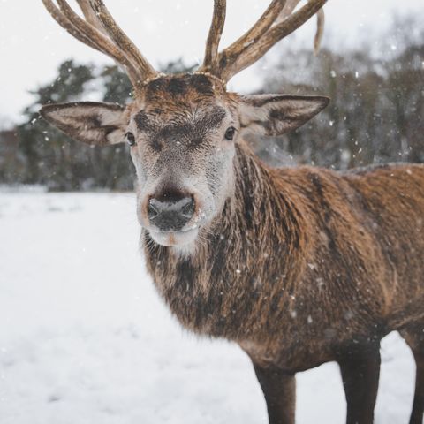 reindeer