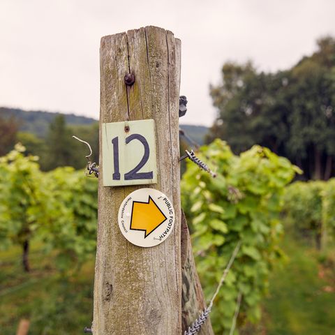 coddington vineyard