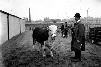 Herefords