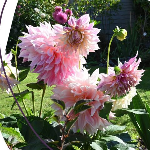 St Michael's Hospice Open Gardens - Stoneleigh