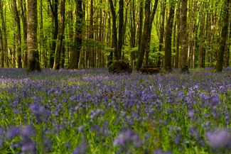 Bluebell Wood